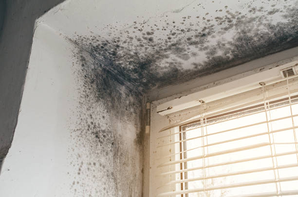 Affordable Mold Removal solutions in Higgins Lake, MI